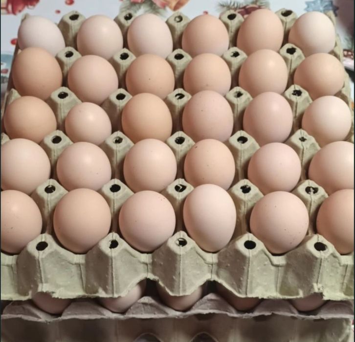 Vand oua de gaina de tara