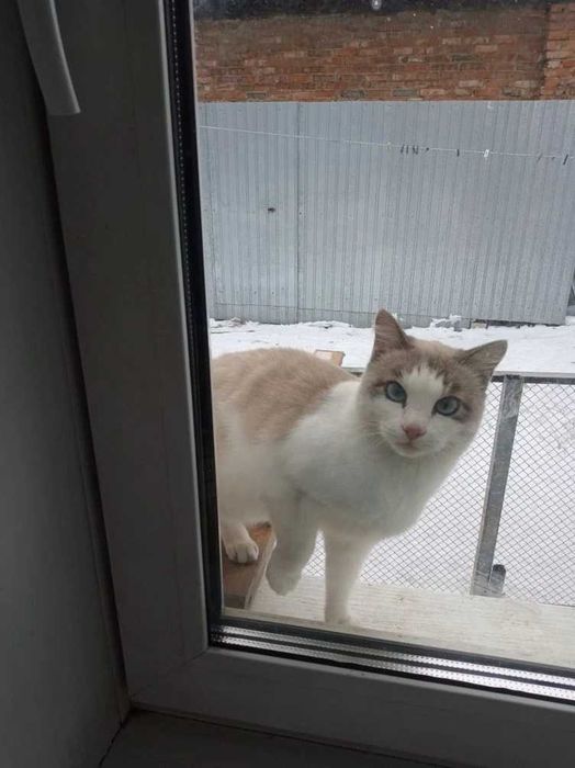 Кошку в добрые руки