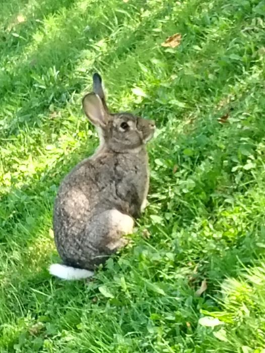 Vand 7 pui de iepure, 2 ieouroi ,o iepurita si 2 gaini brahma columbia