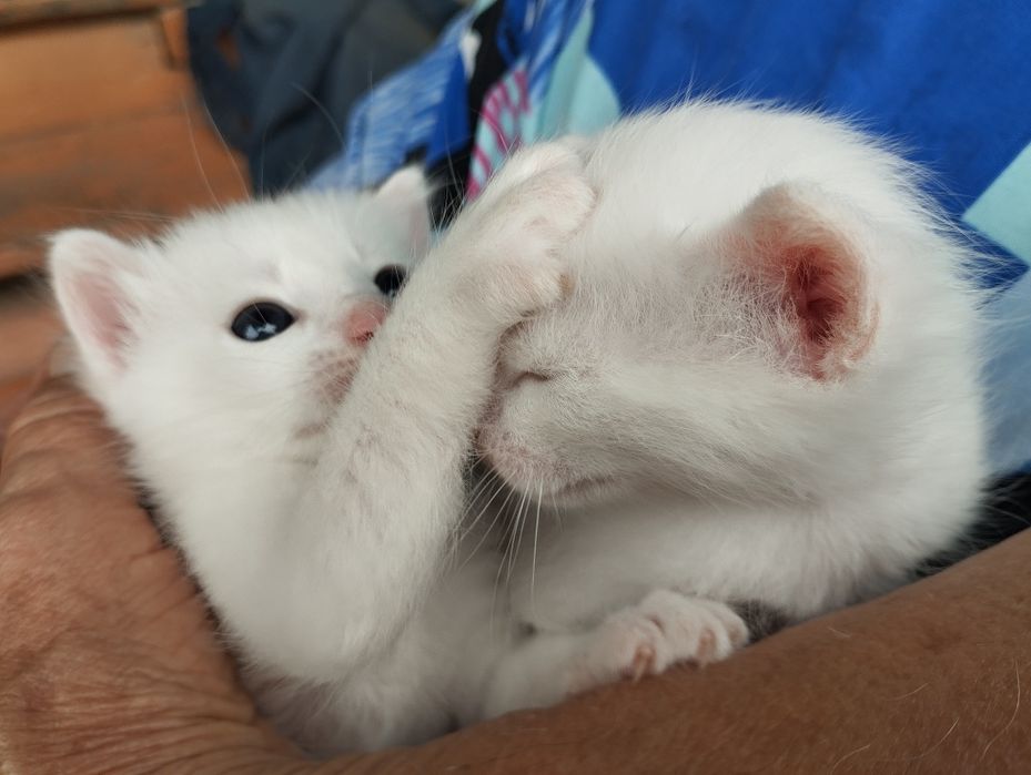 Продам белых котят .