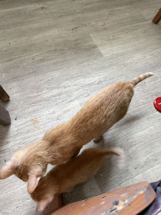 Котенок и ее мама