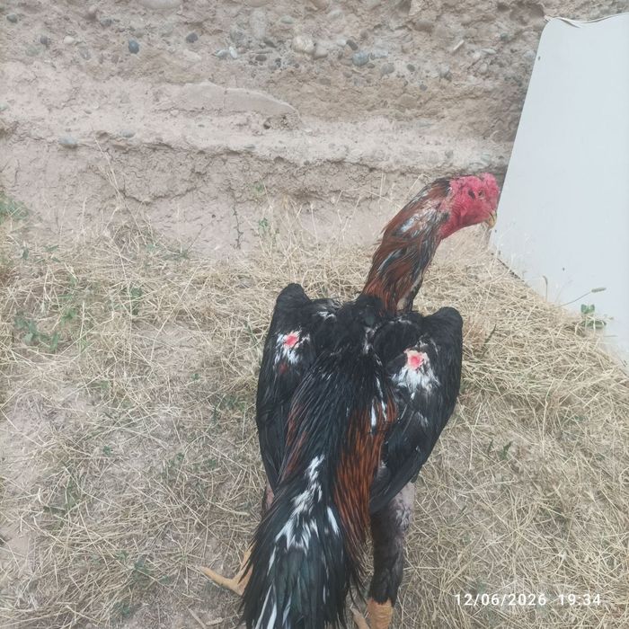 Pravaznoy horoz sotiladi zori toza narsa