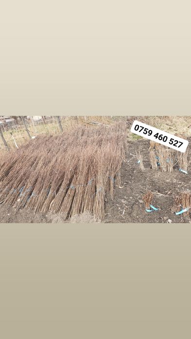 Puieți salcâm 60 bani