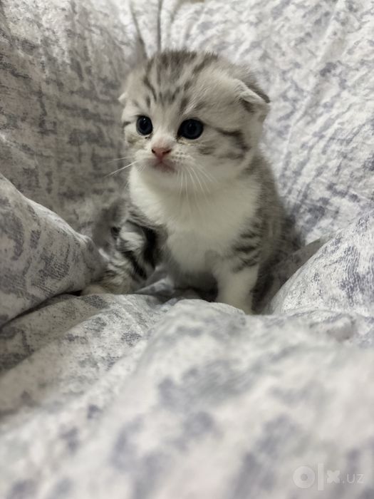 Котенок вислоухий