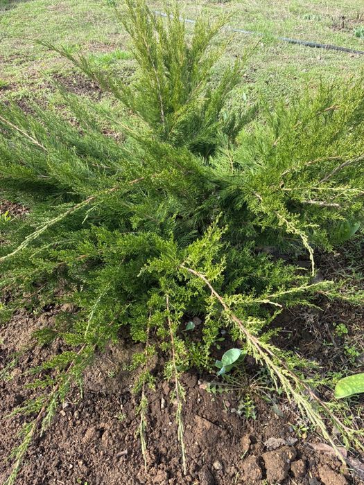 Продам саженцы можжевельник