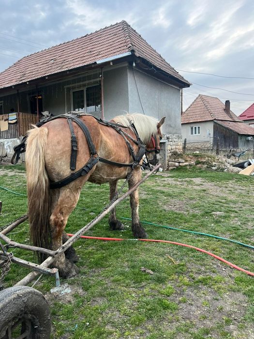 Vând iapa Contois 5 ani, cu acte în regula