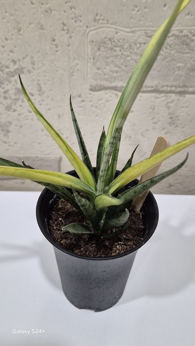 Сансевиерия мини "Комет Кризанта Лемон"