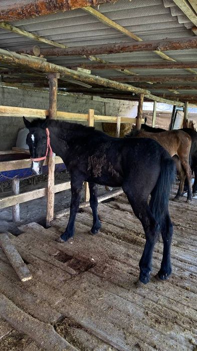 Тайлар   жеребцы