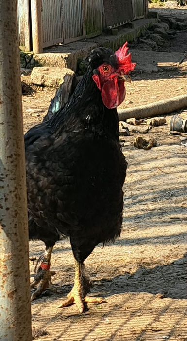 Петел Косовски певец