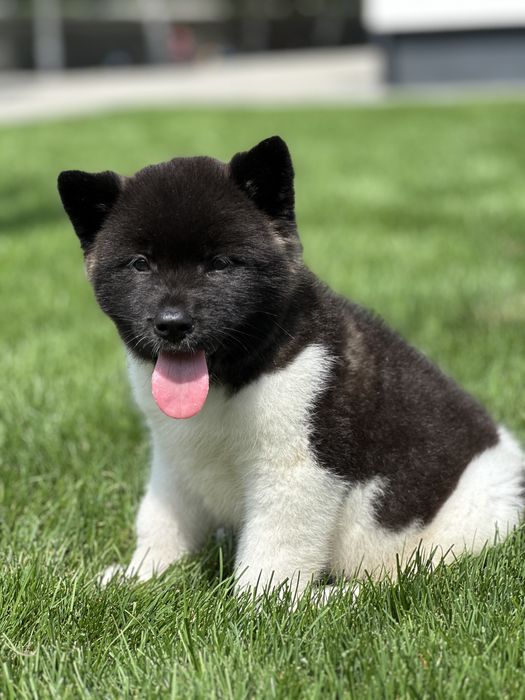 Akita American puppy