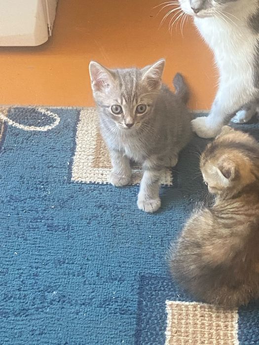 Отдам котят в добрые руки