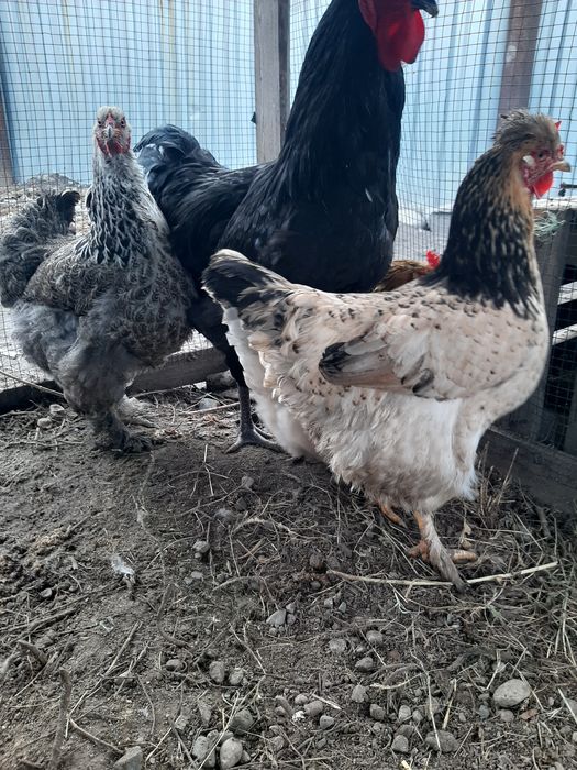 Продам куры домашние