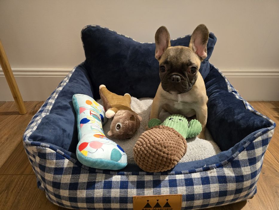 Vand pui mascul Bulldog Francez