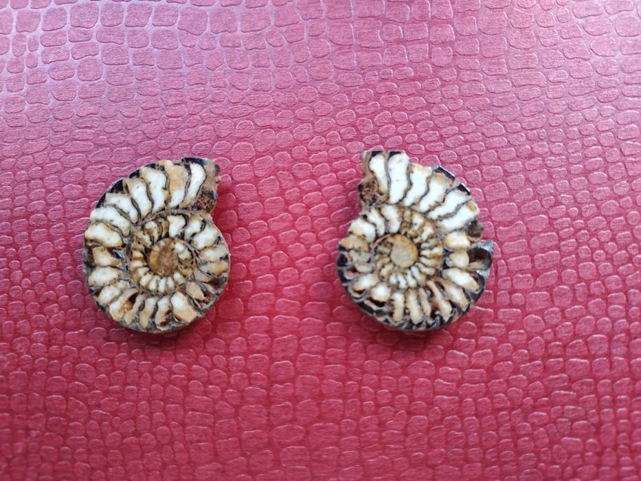 Брошка и обеци от естествени амонити-фосили, произход о. Мадагаскар