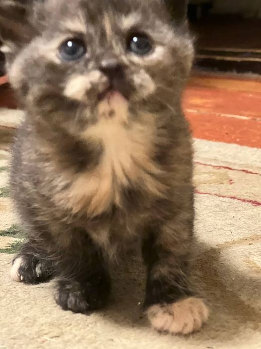 Котенок 1 месяц бесплатно