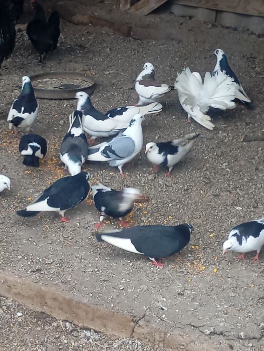 Porumbei gălățeni cu joc ...