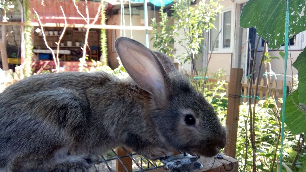 Кролики домашние