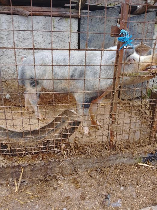 Vițea la schimb cu vițel