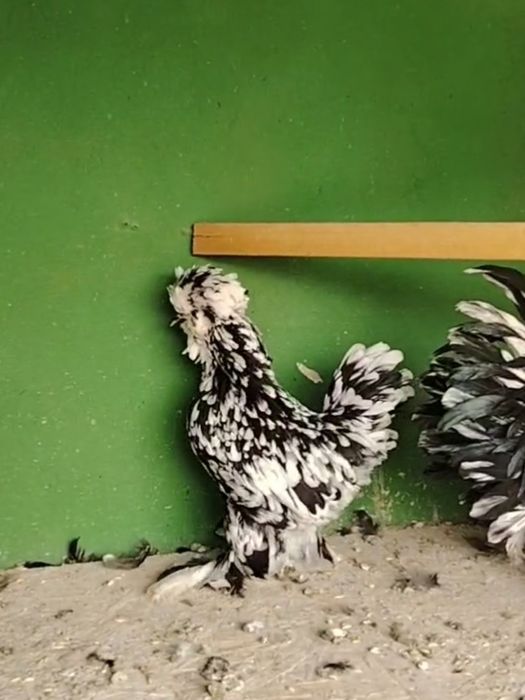 Карейский пара сотилади