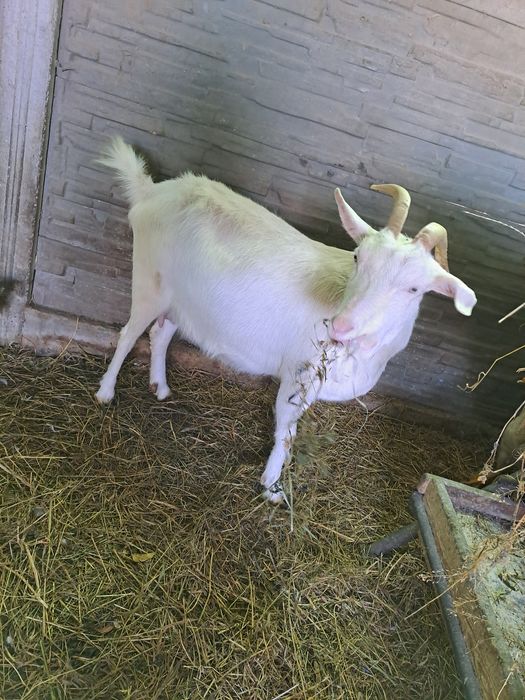 Vand capra metis de sanen