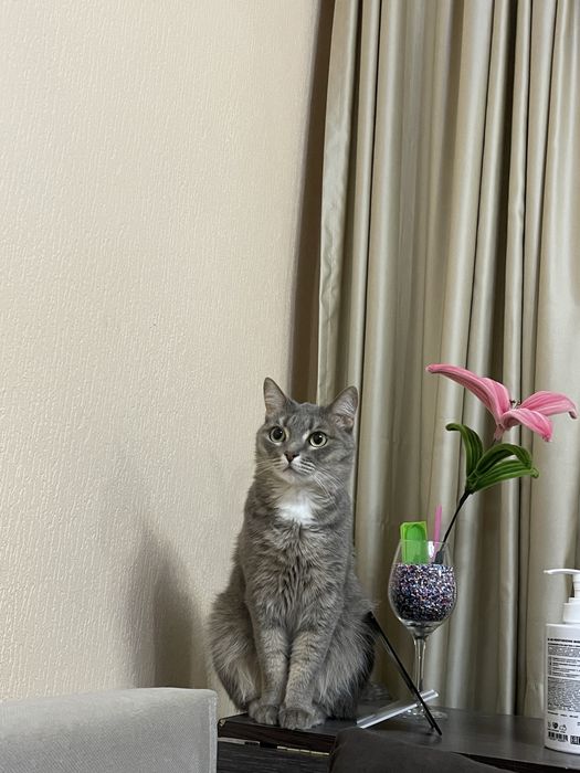 Кошку в добрые руки