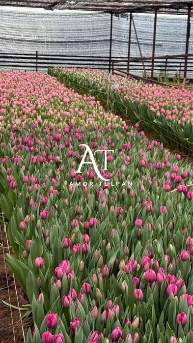 Тюльпаны оптом Алматы