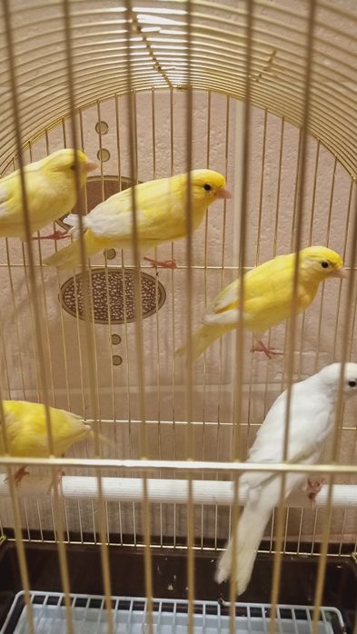 Канарейка Кенар есть мальчик и девочки