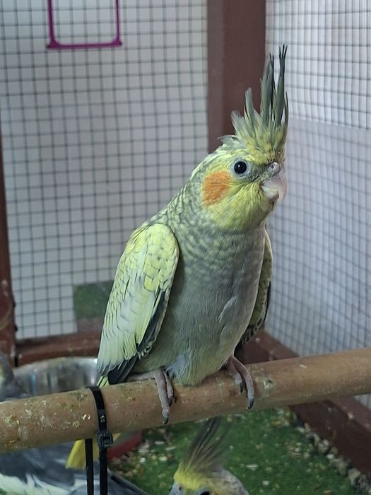 Pui Nimfa înțărcat