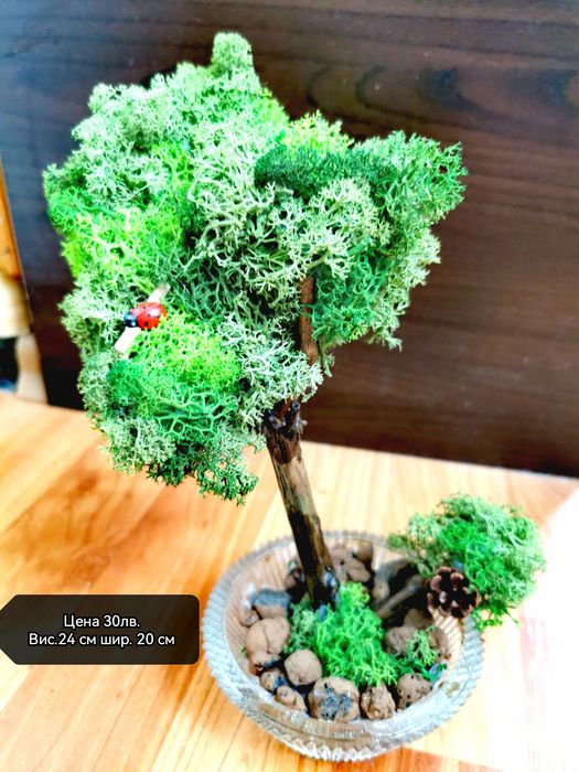 Живи дървета и сувинири със скандинавски мъх