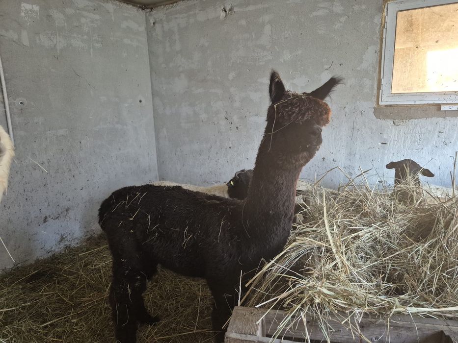 Vând lama Alpaca