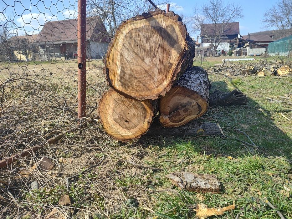 Trei bucăți de trunchi de nuc de vanzare