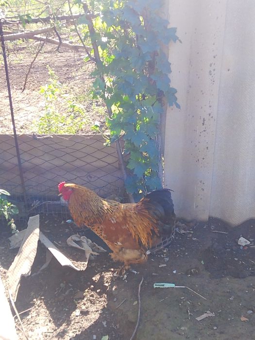 Продам питухов  срочно