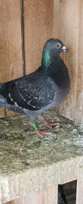 Porumbei voiajori lot 18 buc