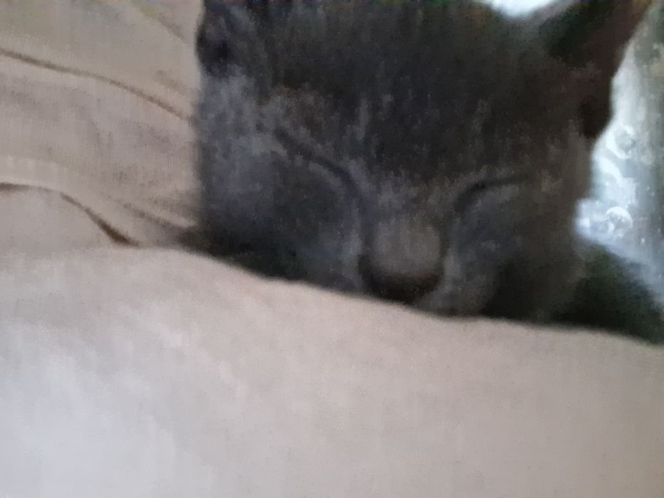 Коты девочка и мальчик