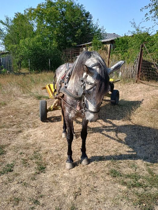 Vând iapă sură la preț de 2000eur