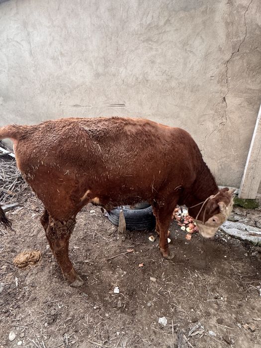 бычки откорм акбас