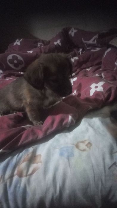 Пристройство в хорошие руки