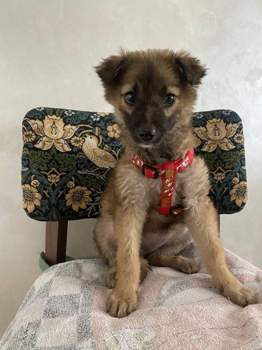 Щенок девочка помесь овчарки