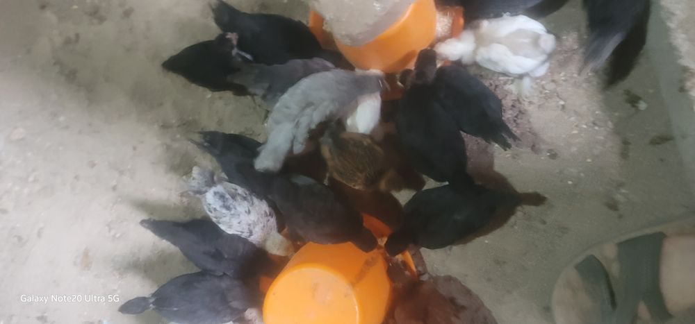 Jujala 1oyli 30min somdan