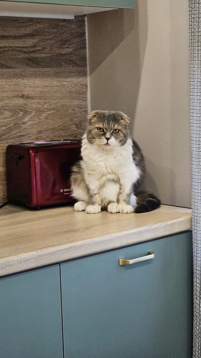 Отдам в добрые руки кота .