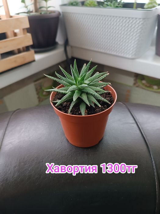 Комнатные цветы суккуленты