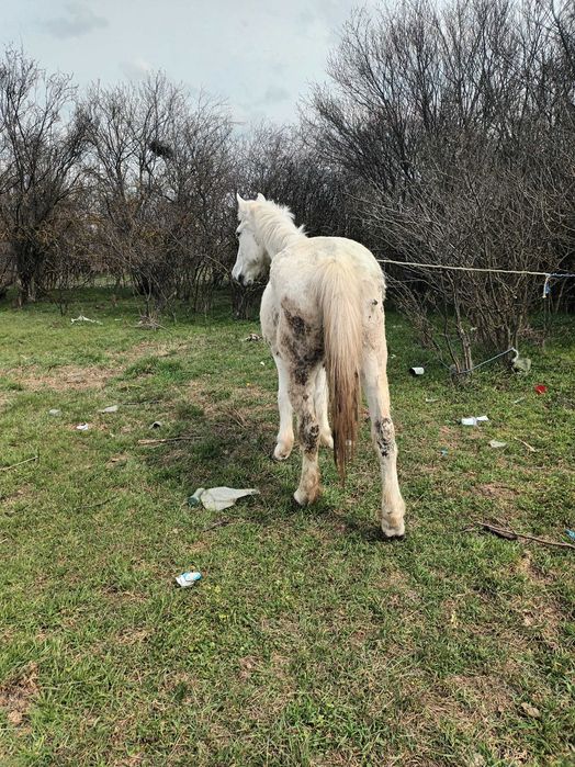 De vanzare  iapa cuminte, citeste anuntul