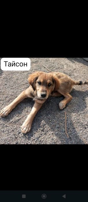 Отдам щенков даром