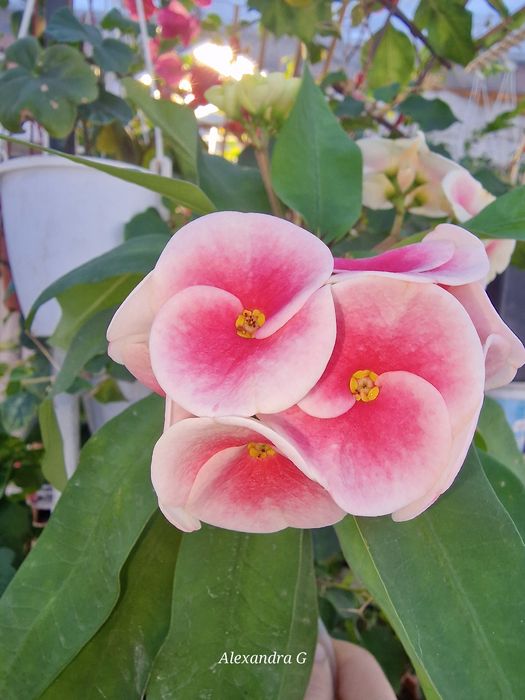 Молочай миля город Абай