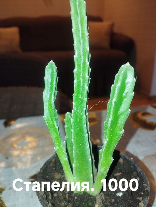 Продам комнатные растения