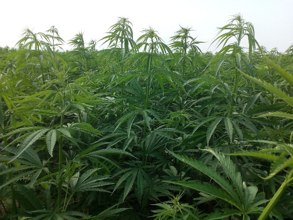 Semințe de cânepă CERTIFICATĂ pentru semănat, ulei,consum,păsărele