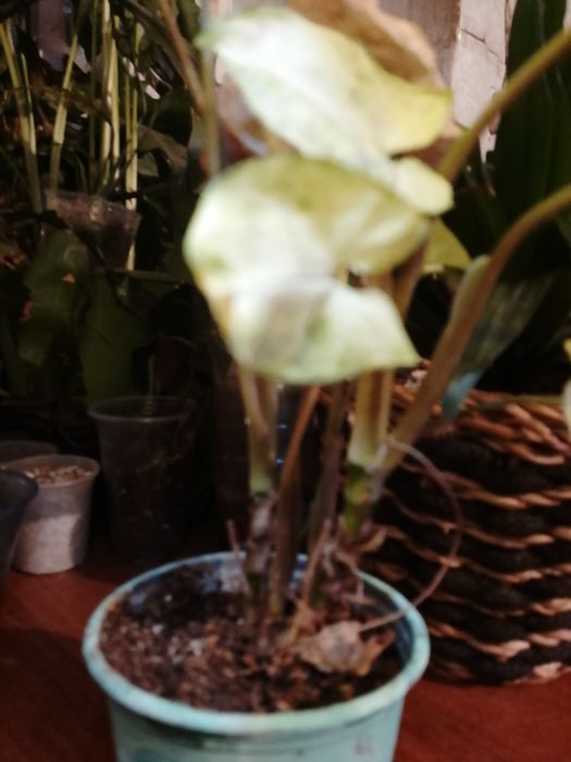 Цвиточик  Сингониум