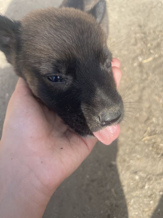 donez catei malinois