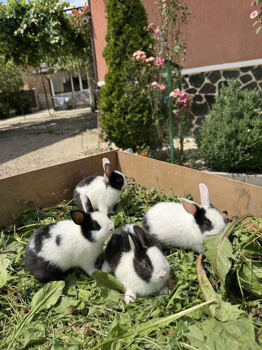 Vand pui de iepuri hermelin pitic si pitic olandez