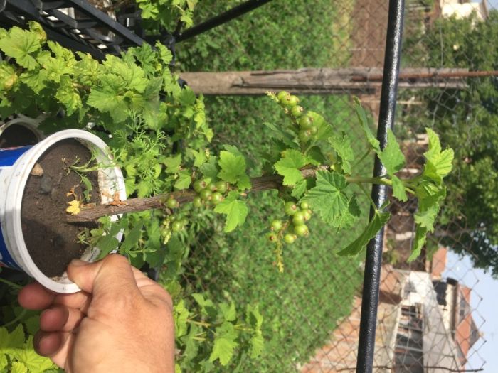 касис/червено френско грозде/ разсад